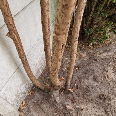 2 bomen/struiken verwijderen