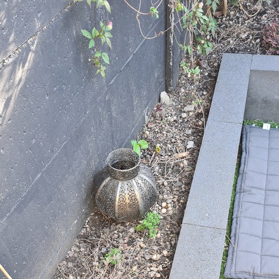 Borders vullen met nieuwe planten