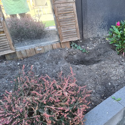 Borders vullen met nieuwe planten