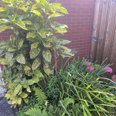 Onkruid en riet verwijderen en 2 kleine struiken weghalen