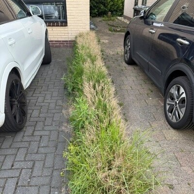 Verwijderen buxushaag en afvoeren (6 meter)