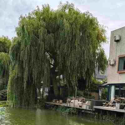 het snoeien van een 9 meter hoge treurwilg