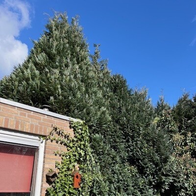 coniferenheg/haag lager maken