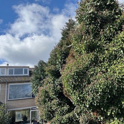 coniferenheg/haag lager maken