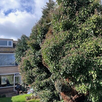 coniferenheg/haag lager maken