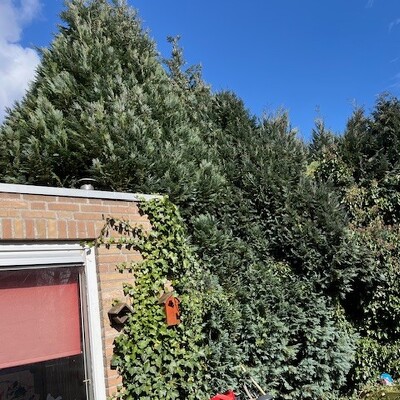 coniferenheg/haag lager maken