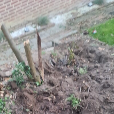 Circa 10 boomstronken uitgraven / verwijderen.  Bomen zijn reeds gekapt.  Er is stroom aanwezig in de achtertuin.  Ik kan indien nodig zelf helpen en kan indien nodig extra mensen regelen om te helpen.