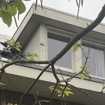 Renoveren dakkapellen