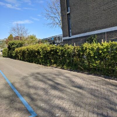 Haag van ongeveer 30 meter verwijderen zodat nieuwe beplanting mogelijk is