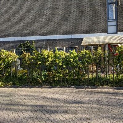 Haag van ongeveer 30 meter verwijderen zodat nieuwe beplanting mogelijk is