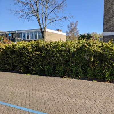 Haag van ongeveer 30 meter verwijderen zodat nieuwe beplanting mogelijk is