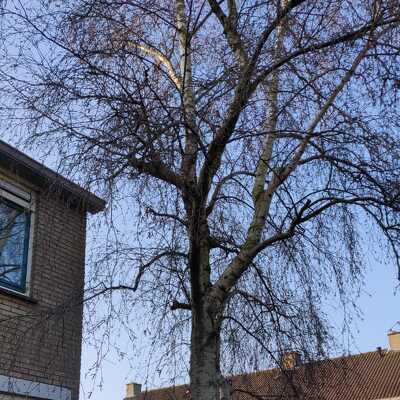 Rooien van een beuk uit de voortuin