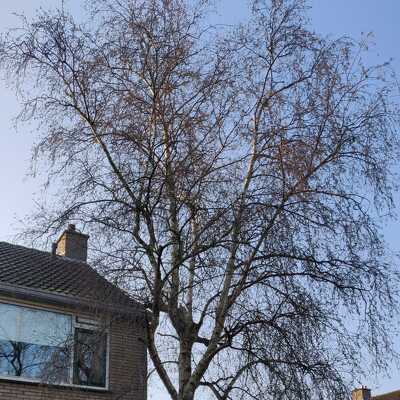 Rooien van een beuk uit de voortuin