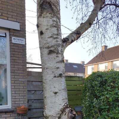 Rooien van een beuk uit de voortuin